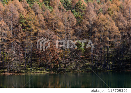 秋の御射鹿池の紅葉 秋の御射鹿池の紅葉 117709393
