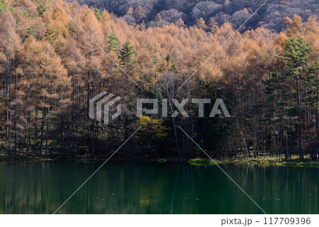 秋の御射鹿池の紅葉 秋の御射鹿池の紅葉 117709396