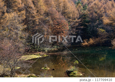 秋の御射鹿池の紅葉 117709410