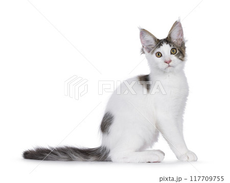 Maine Coon cat kitten on white background 117709755