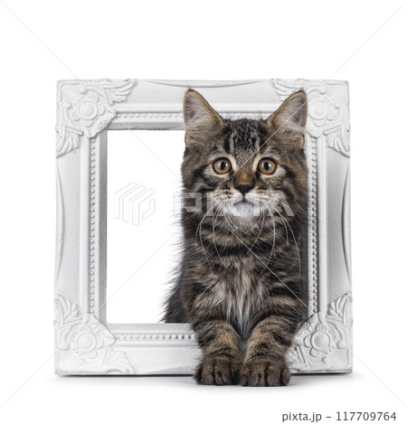 House cat kitten on white background 117709764