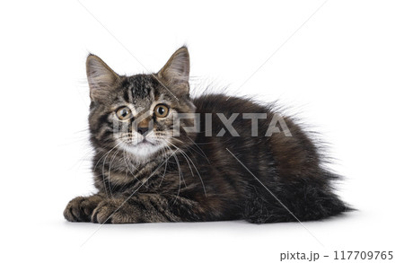 House cat kitten on white background 117709765