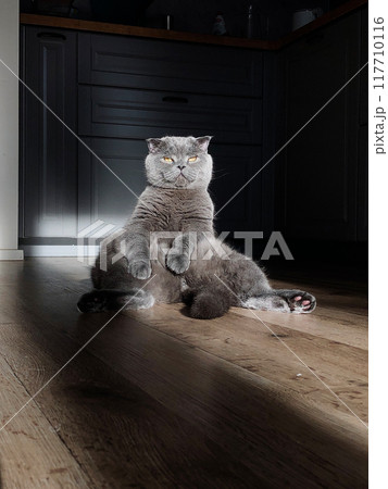 Funny British gray cat sitting on ass with eyes closet and enjoy his life. Relaxed domestique cat Funny British gray cat sitting on ass with eyes closet and enjoy his life. Relaxed domestique cat 117710116