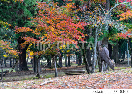 紅葉と鹿 紅葉と鹿 117710368
