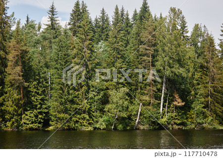 Forest featuring tall trees reflected in tranquil water, showcasing natural beauty with dense foliage and serene atmosphere. Lush greenery creating peaceful and calm setting 117710478