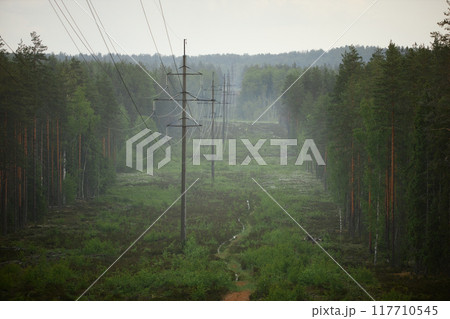 High-voltage power lines extending through dense forest on misty day creating atmospheric perspective with tall pine trees beneath overcast sky High-voltage power lines extending through dense forest on misty day creating atmospheric perspective with tall pine trees beneath overcast sky 117710545