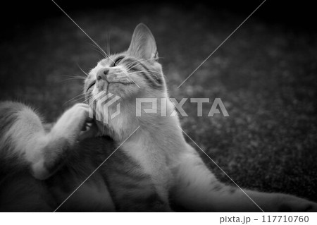 気ままな子猫～夏の日～ 117710760