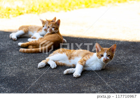 気ままな子猫～夏の日～ 117710967