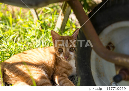 気ままな子猫～夏の日～ 117710969