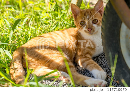 気ままな子猫~夏の日~ 気ままな子猫~夏の日~ 117710970