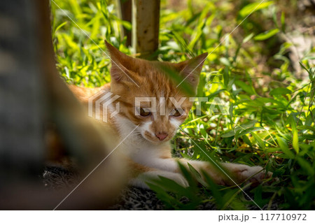 気ままな子猫～夏の日～ 117710972