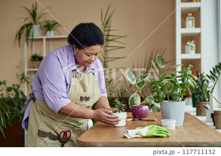 Side view portrait of senior Black woman repotting flowers while enjoying gardening indoors, copy space 117711132