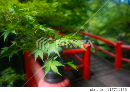 夏の伊香保温泉 緑に囲まれた河鹿橋の風景 夏の伊香保温泉 緑に囲まれた河鹿橋の風景 117711186