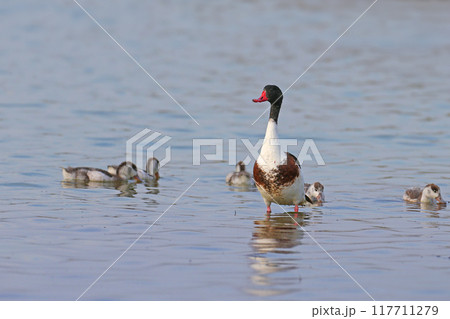 common shelduck (Tadorna tadorna) common shelduck (Tadorna tadorna) 117711279