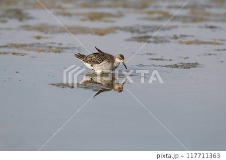 ruff (Calidris pugnax) 117711363