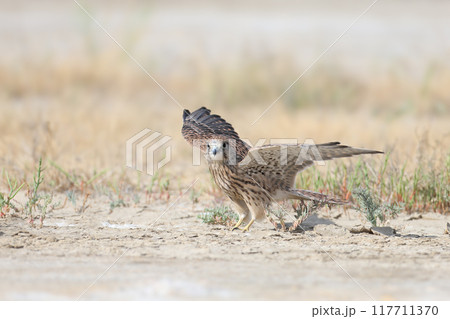 Extraordinary common kestrel (Falco tinnunculus) Extraordinary common kestrel (Falco tinnunculus) 117711370