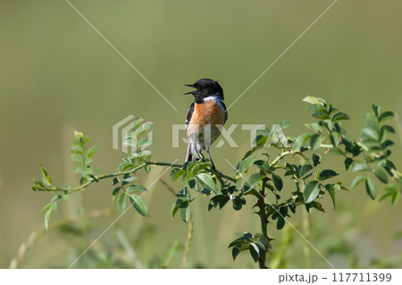 Various photos of male European stonechat (Saxicola rubicola) 117711399