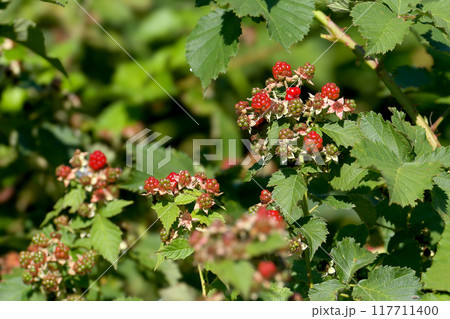 Rubus allegheniensis Rubus allegheniensis 117711400