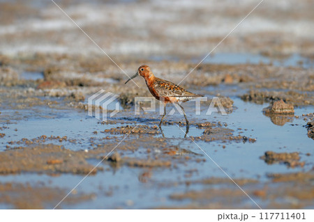 curlew sandpiper (Calidris ferruginea) 117711401