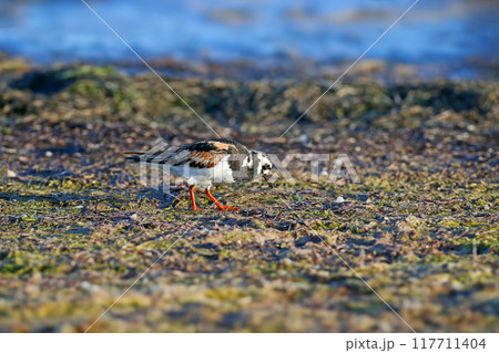 The ruddy turnstone (Arenaria interpres) The ruddy turnstone (Arenaria interpres) 117711404