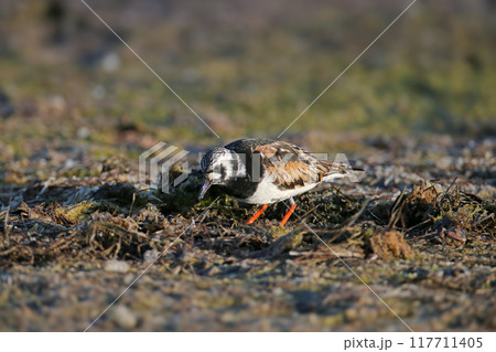 The ruddy turnstone (Arenaria interpres) The ruddy turnstone (Arenaria interpres) 117711405