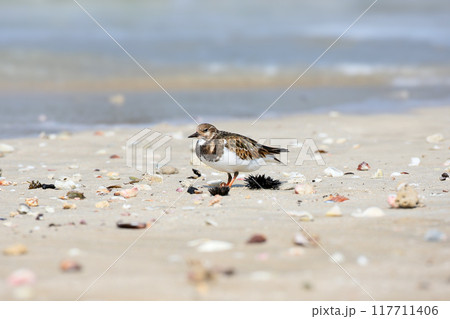 ruddy turnstone (Arenaria interpres) ruddy turnstone (Arenaria interpres) 117711406