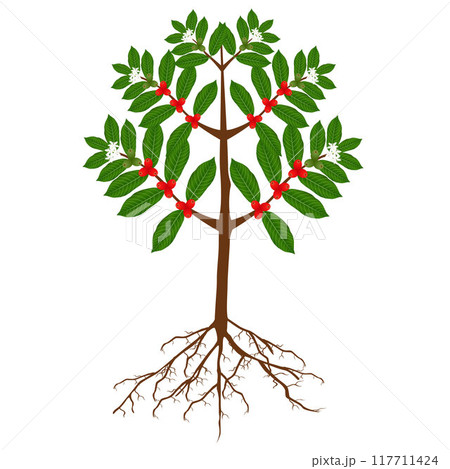 Coffee tree with roots, berries and flowers on a white background. 117711424