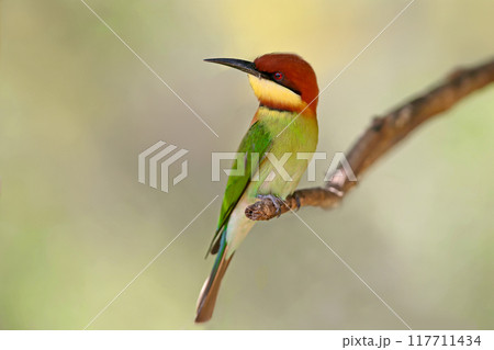 Chestnut-headed bee-eater 117711434