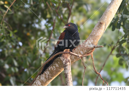 The greater coucal or crow pheasant (Centropus sinensis) 117711435