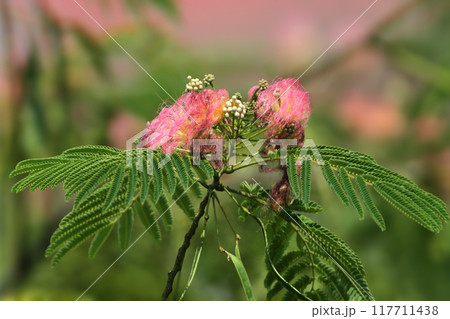 Albizia julibrissin, the Persian silk tree Albizia julibrissin, the Persian silk tree 117711438