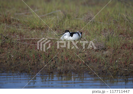 The pied avocet (Recurvirostra avosetta) 117711447