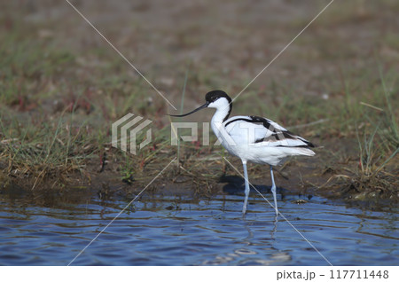 The pied avocet (Recurvirostra avosetta) 117711448