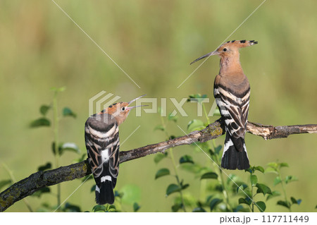The Eurasian hoopoe (Upupa epops) 117711449