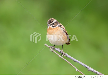 The whinchat (Saxicola rubetra) 117711450
