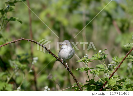 Various barred warbler (Curruca nisoria) Various barred warbler (Curruca nisoria) 117711463