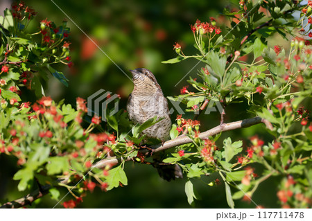 Gorgeous Eurasian wryneck 117711478