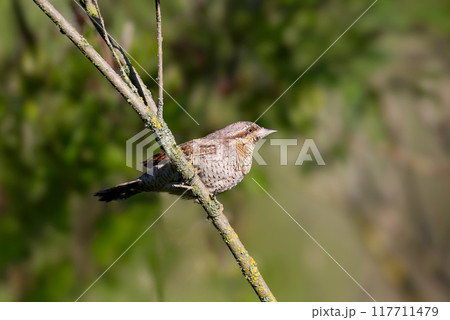 Gorgeous Eurasian wryneck 117711479