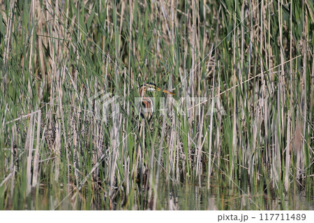 purple heron (Ardea purpurea) 117711489