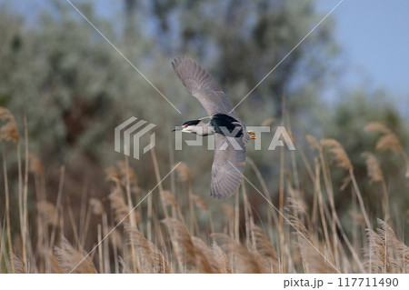 Close-up of an adult night heron in breeding plumage in flight 117711490