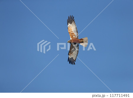 Marsh harrier 117711491