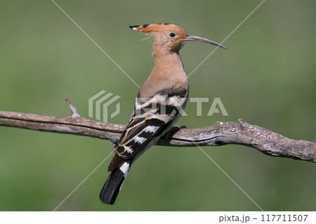 Unusual photos of hoopoes Unusual photos of hoopoes 117711507