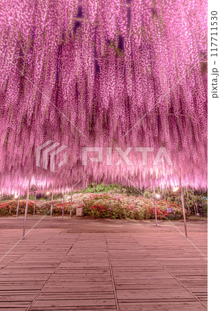 あしかがフラワーパークの藤 117711530