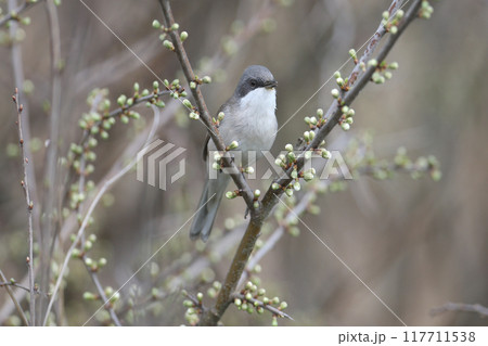 Various portraits of lesser whitethroat (Curruca curruca) 117711538