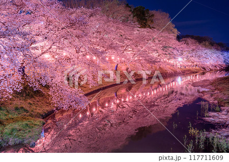 足利市の夜桜 117711609