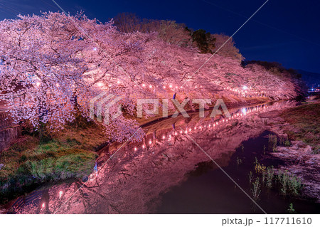 足利市の夜桜 足利市の夜桜 117711610