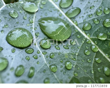 雨粒がついた葉 117711659