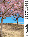 伊勢崎みらい公園の桜 117711668