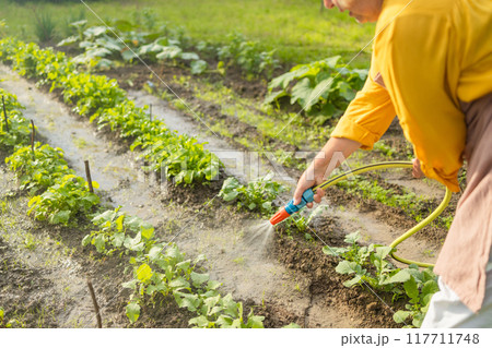 Senior woman watering fresh plants growing at home vegetable garden. Gardener taking care of plants at the backyard of her house. Concept of sustainability and growing organic 117711748