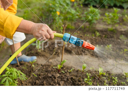Senior woman watering fresh plants growing at home vegetable garden. Gardener taking care of plants at the backyard of her house. Concept of sustainability and growing organic Senior woman watering fresh plants growing at home vegetable garden. Gardener taking care of plants at the backyard of her house. Concept of sustainability and growing organic 117711749