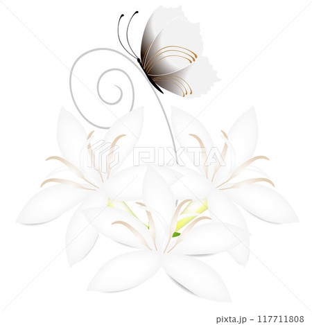 White flowers of coffee tree with butterfly isolated on white background. 117711808